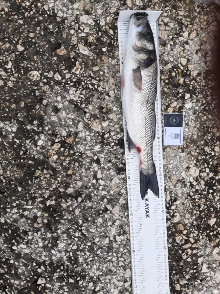 Fish Measure Picture